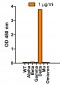 SARS-CoV-2 (COVID-19) Spike P681R Antibody [5H4C5] (Delta Variant)